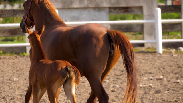 close-up shot of racing horse in manege in slow-motion brown racing horse and her foal training in dirt track