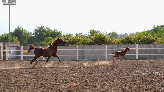 slow-motion shot beautiful brown horse running in venue  brown horse and her foal in dirt track running and training in manege