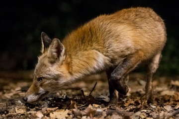 Red fox sniffing the undergrowth.