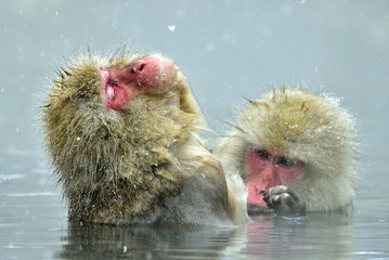 Snow monkeys in natural hot spring. Cleaning procedure. The Japanese macaque ( Scientific name: Macaca fuscata), also known as the snow monkey.