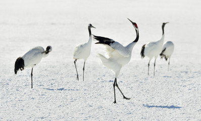 Dancing Cranes. The red-crowned crane (Scientific name: Grus japonensis), also called the Japanese crane or Manchurian crane, is a large East Asian crane.