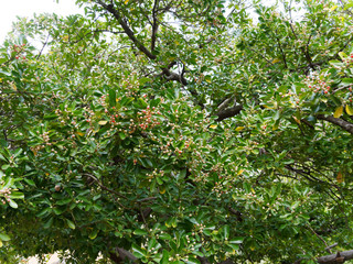 (Euonymus japonicus) Japanese spindle tree or evergreen spindle in Provence