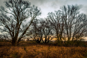 Fototapeta na wymiar Scenery in wintertime of some bald trees in the nature reserve Fortmond near the river the IJssel, province Overijssel the Netherlands