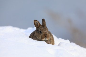 Naklejka premium portrait of wild brown little hare in the snow