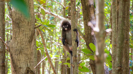 Lemurs, climbing the trees in the forest to feed in the daytime.
