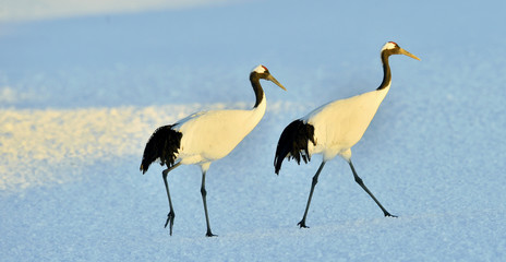 Dancing Cranes. The red-crowned crane (Scientific name: Grus japonensis), also called the Japanese crane or Manchurian crane, is a large East Asian crane.