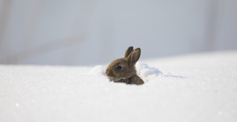wild brown little hare in the snow