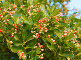 Obraz premium Close-up on green leaves with fine-toothed margins und pink small capsules with orange to red seeds of Japanese spindle tree (Euonymus japonicus)