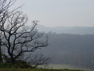 Obraz na płótnie Canvas Lonely tree, fog over the lake, mountains landscape.