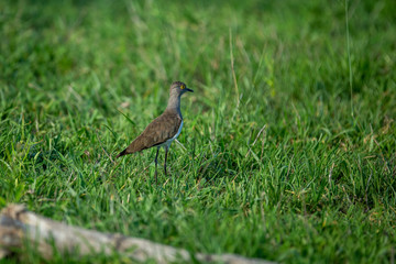 Senegal lapwing on guard