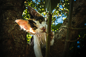 Little cat staring at the camera while biting a small branch on a tree.