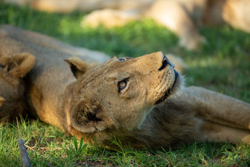 young lion looking at vultures in the sky