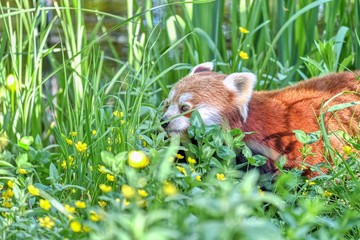 Red panda in the nature