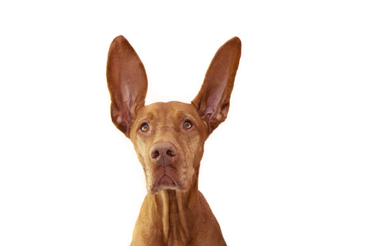 attentive and listening pointer hound dog with two ears up. Isolated on white background.