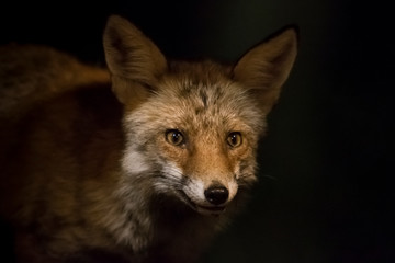 Portrait of a fox at night.