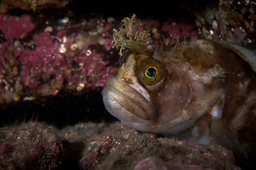 Yarrell's blenny