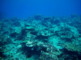 Foto op Aluminium diver and coral reef © square.cross1117