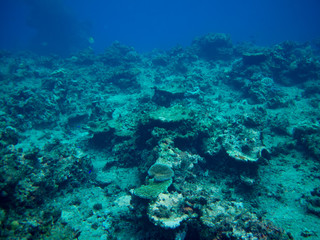 Fototapeta na wymiar diver and coral reef
