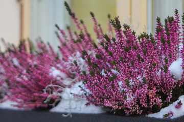 Decorative heather of red color, a flower on a street in Tallinn in winter. Estonia