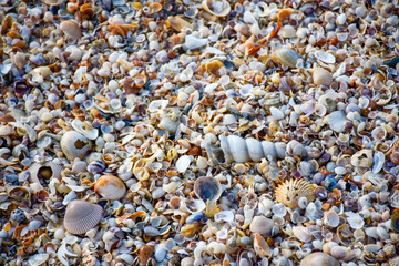 Shells on the beach