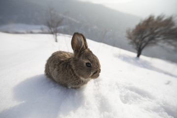 portrait of wild brown little hare in the snow