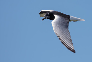 White-winged black tern (Chlidonias leucopterus) hover in blue sky in search of food with spreaded wings