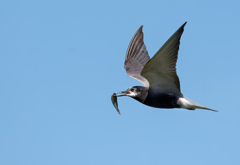 Adult Black tern (Chlidonias niger) flies swiftly in blue sky holding small fish in beak for children in nest