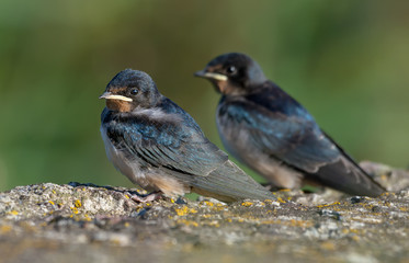 Fototapeta premium Two young barn swallows chicks posing in sweet light on lichen covered concrete 