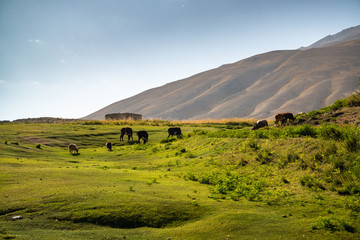 Obraz premium Animals in mountains of Ishkashim, Afghanistan