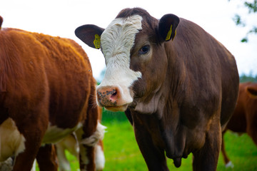 Big shaggy highland cow looking into camera with funny hairstyle. close up portrait. Cow in the field
