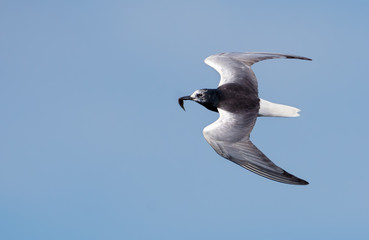 White-winged black tern (Chlidonias leucopterus) flying in blue sky with small fish in beak for children