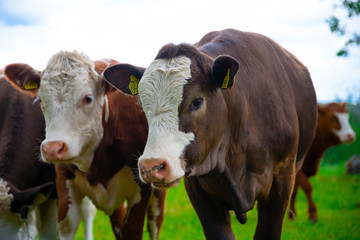 Big shaggy highland cows looking into camera with funny hairstyle. close up portrait. Cows in the field