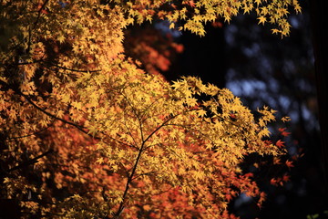 Autumnal landscape of Suizawa maple valley in the Mie Prefecture of Japan
