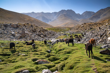 Animals in mountains of Ishkashim, Afghanistan