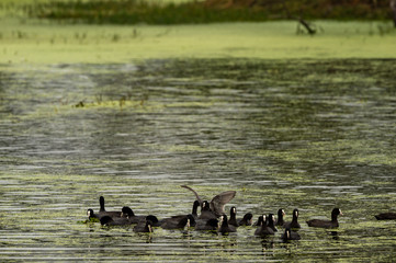 Eurasian coot or common coot or Australian coot or Fulica atra flock or group at keoladeo national park or bird sanctuary, bharatpur, rajasthan, india