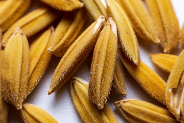 Close up The flavor up the wet grain on the white background..