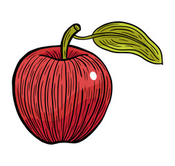 apple fruit hand drawn engraved sketch drawing vector