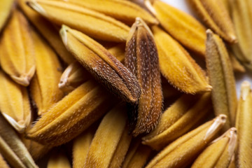 Close up Grain rice with white fungus on the white background..