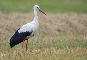 Obraz na płótnie Canvas Adult White stork full body posing on mown field in summer day