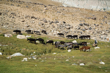 Animals in mountains of Ishkashim, Afghanistan