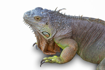 Iguana with a white background