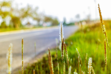 Fototapeta premium The flowers of the grass that has sunlight in the evening.
