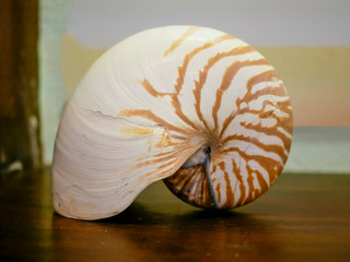 Nautilus shell on table.