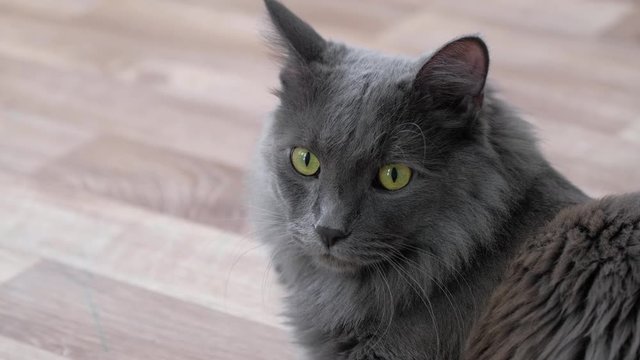 A black cat with yellow eyes lies on the floor. The camera caught the cat's eye. Fluffy black cat shakes his head. Pet concept