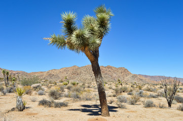 Extraordinary stone formations and yucca in nature in the Joshua tree National park, California