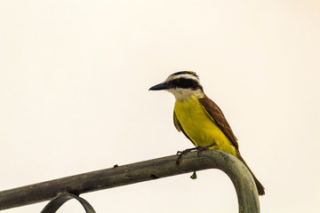Bem-Te-Vi IMG_0812
