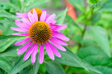 Obraz premium a beautiful purple coneflower in a garden, used as a herbal medicine and anti-depressant, echinacea purpurea