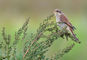 Young Red-backed shrike posing on flowering plant spikes in summer