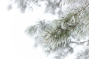 Rimed pine branch with hoarfrost snowing, beautiful christmas and new year design, winter holidays and nature concept