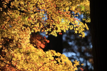 Autumnal landscape of Suizawa maple valley in the Mie Prefecture of Japan